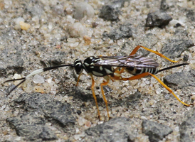 Cryptanura banchiformis